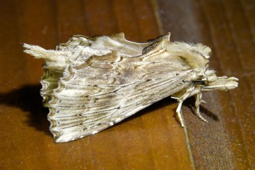 Pterostoma palpina